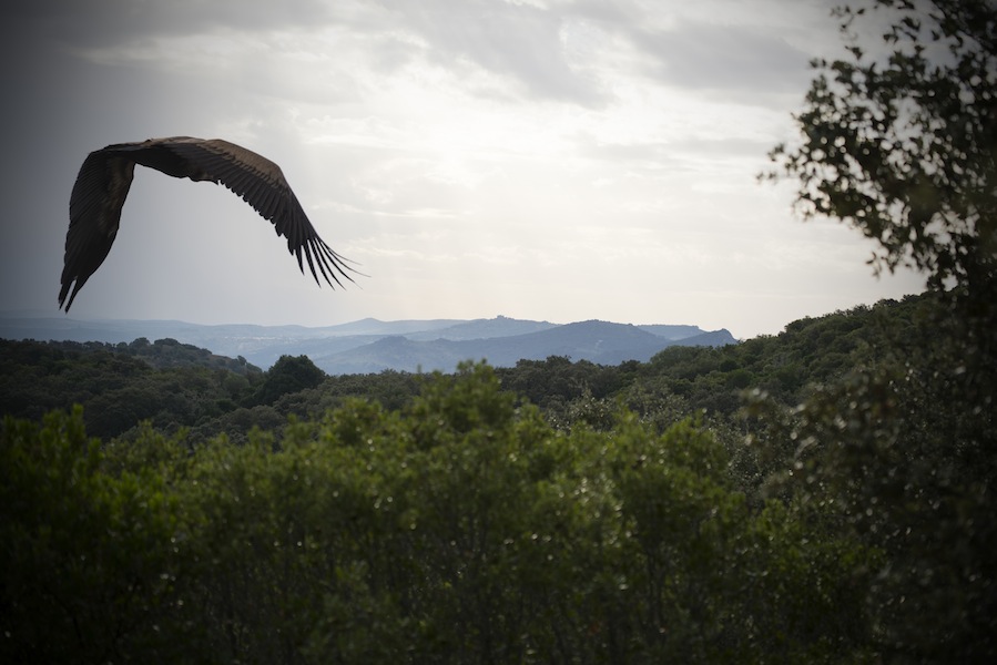 Iniciativas extremeñas de bancos de conservación de la naturaleza