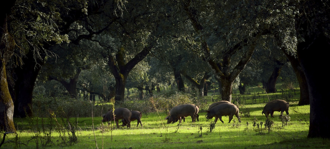 Promoción de la certificación de la gestión forestal sostenible en la dehesa